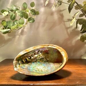 Large Abalone Shell Bowl with Rainbow Iridescent Interior